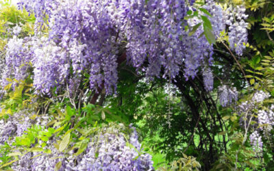 Aan de slag met de tuin